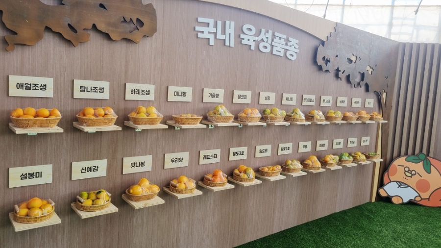 2025 제주 감귤박람회 일정&middot;입장료&middot;체험 총정리 관련 사진