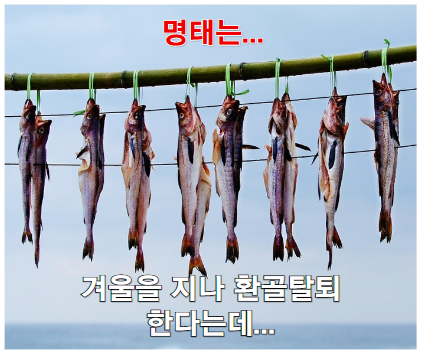 명태의 운명은 어떻게 될까요?