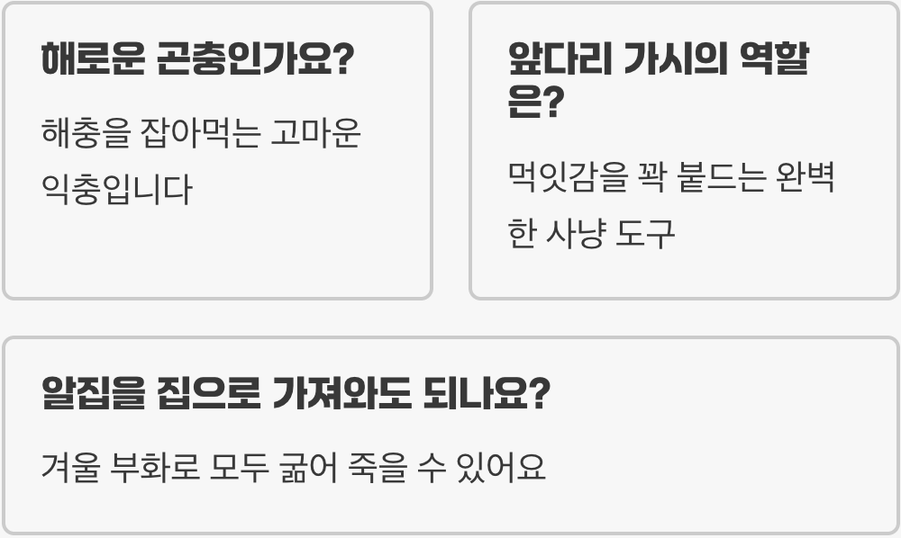 사마귀의 한살이, 알집에서 태어나 성체가 되기까지의 경이로운 과정