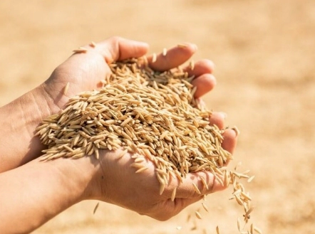 카무트 효소의 효능