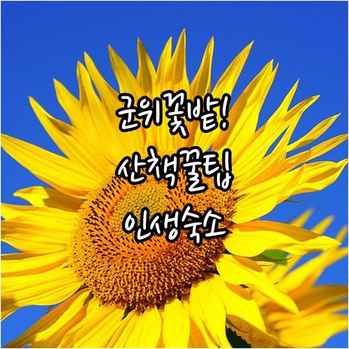 반려견 군위 여행 필수 정보 해바라기..