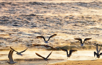 전국-해수욕장-개장일