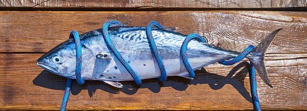 알티지 오메가3