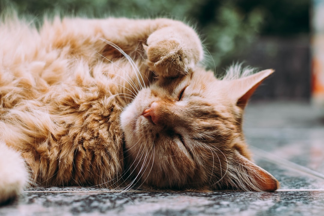 Norwegian Forest Cat
