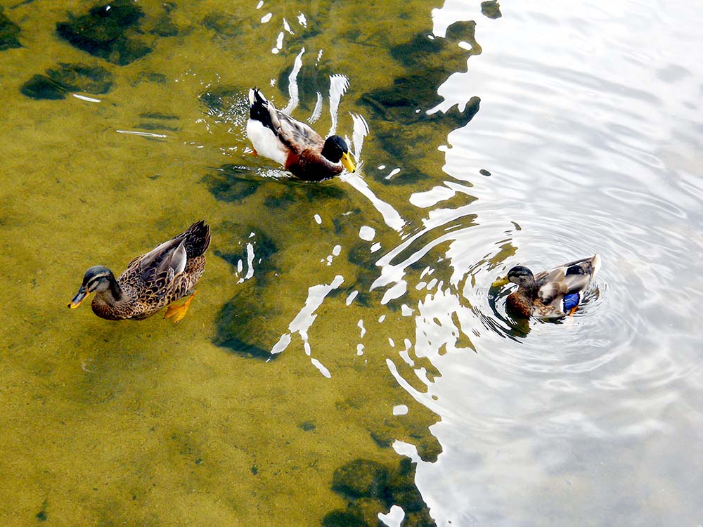 홍제천 다시 오리(Duck)
