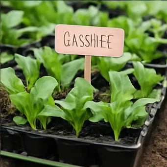 김장배추 심는시기5