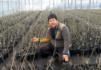 체리 재배 수분수 선택 전정 시기 열매 갈라짐 예방_10