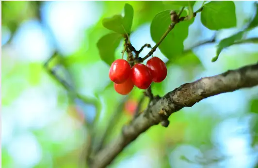 산수유 효능효과 먹는 방법과 부작용