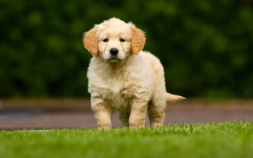 2024 개띠 운세 58년생 운세