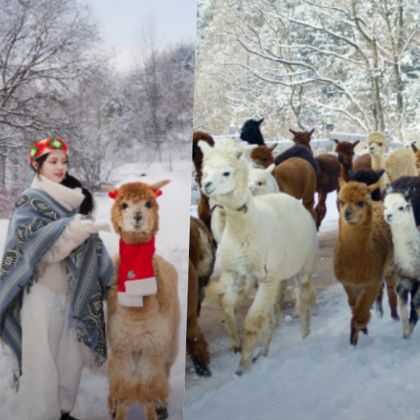 생생정보통 오늘방송(2월14일) 스노위랜드, 알파카월드, 백송이전문점