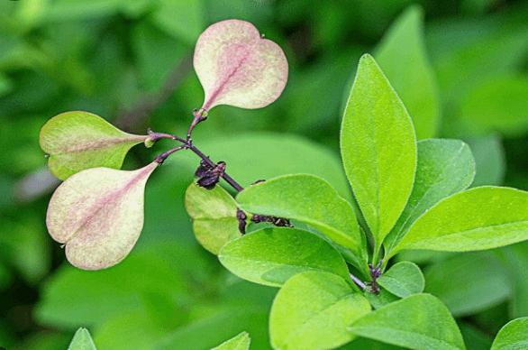 미선나무 꽃 열매 묘목 키우기 및 축제