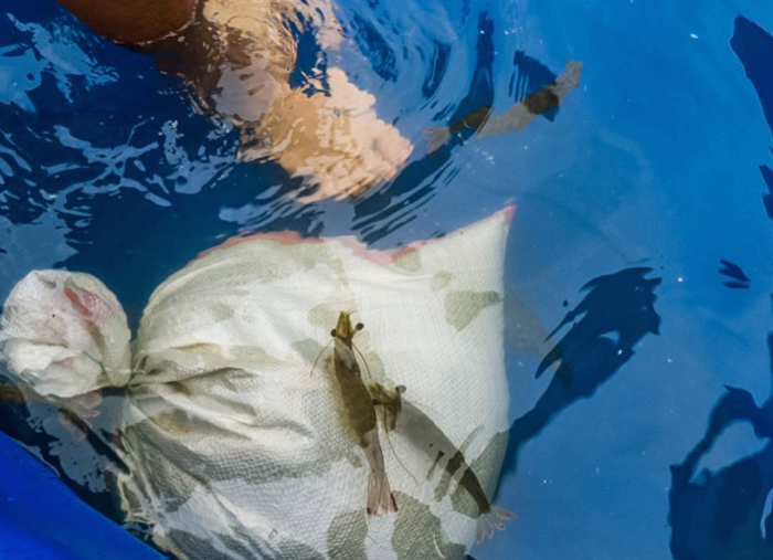 무창포 주꾸미 도다리 대잔치에서 봄을 만끽하다!!