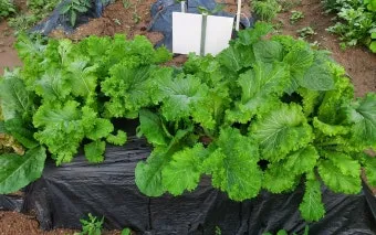 청상추 재배 모종 선택 잎 수확 습도 관리_14