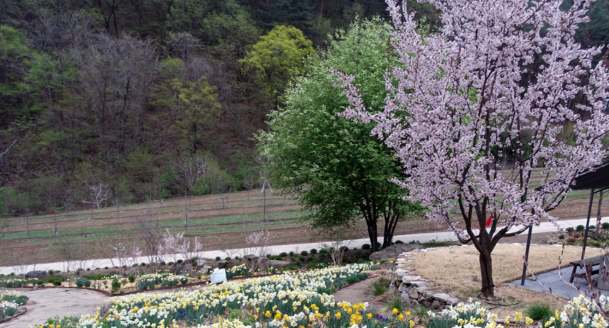 특색있고 아름다운 민간 정원 30선 추천 여행 - 12. 인제 찍박골 정원