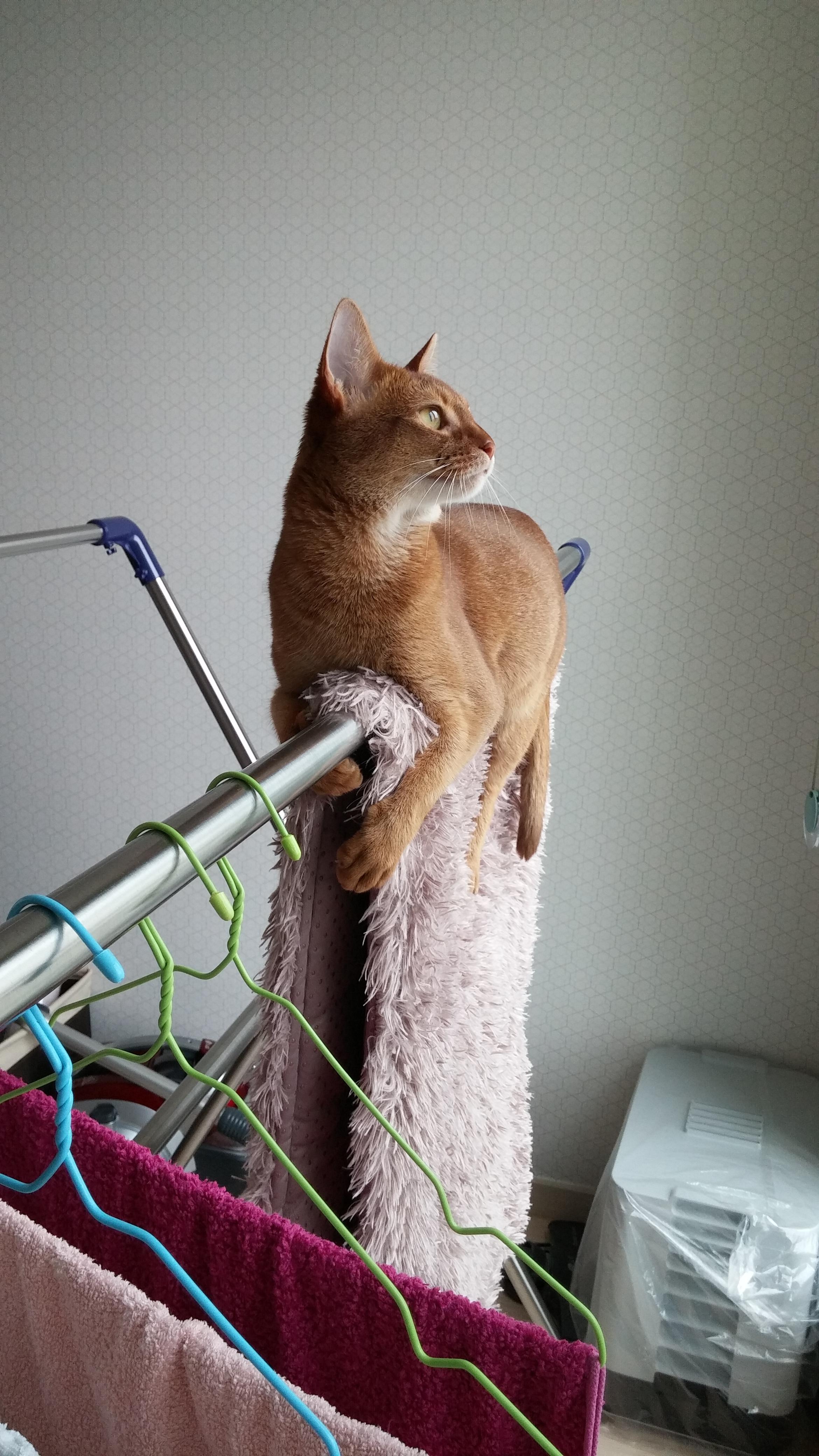 아비시니안 집지키는 고양이