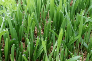 새싹귀리 효능13