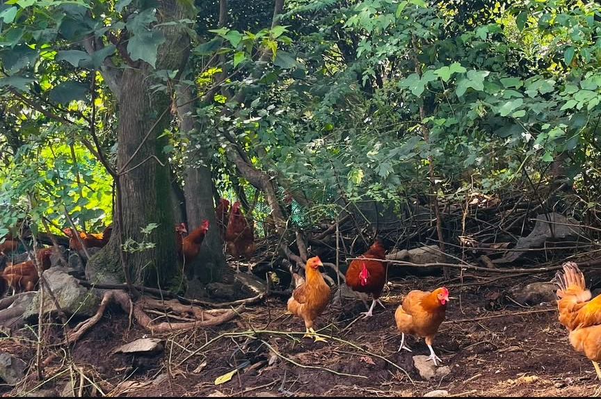 생방송투데이 제주 달걀 공장