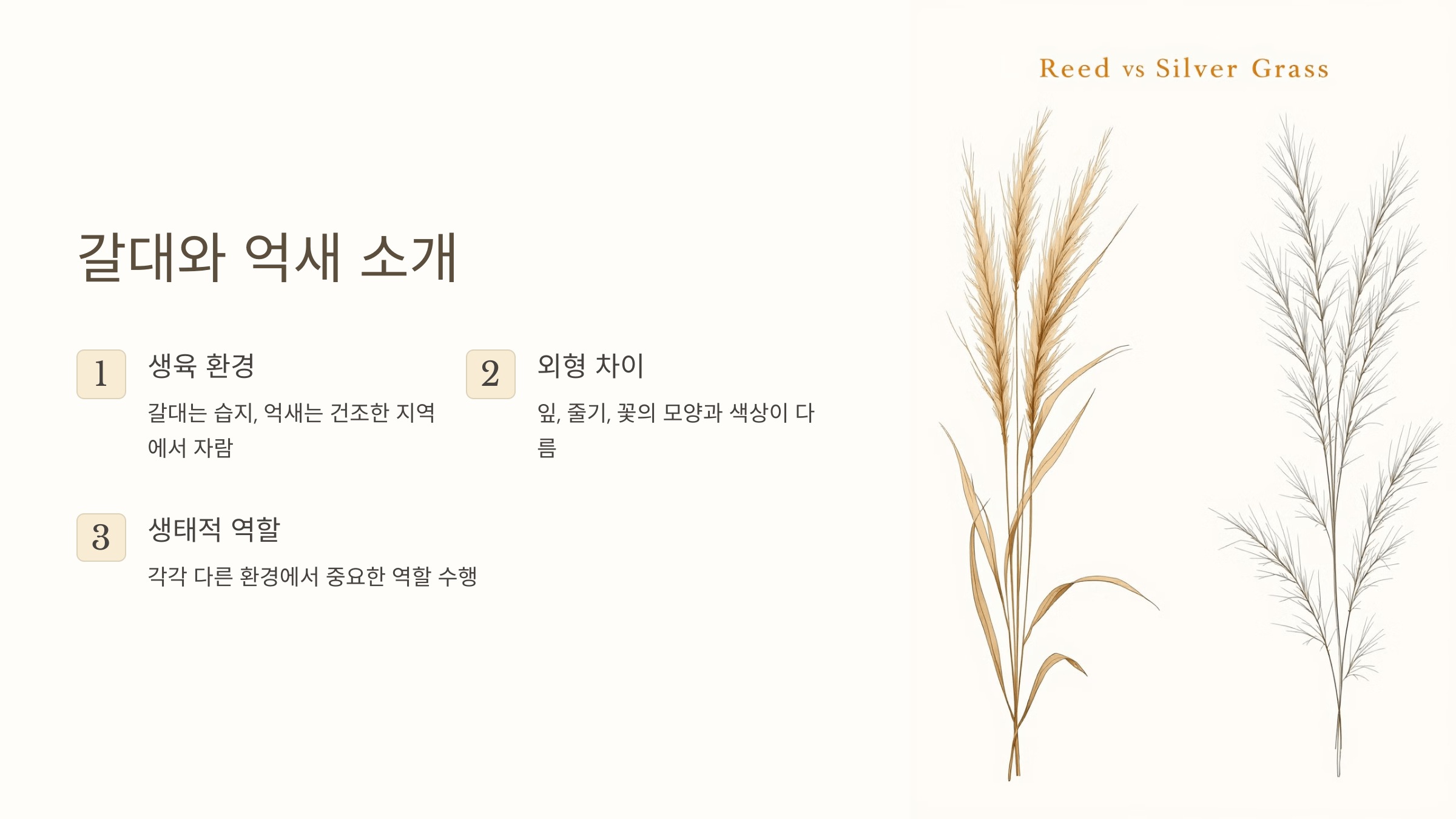 갈대와 억새의 모습입니다.