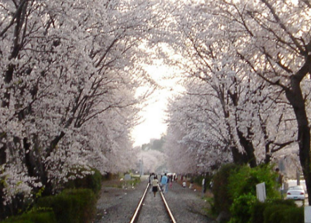 진해 군항제 (창원 특례시)