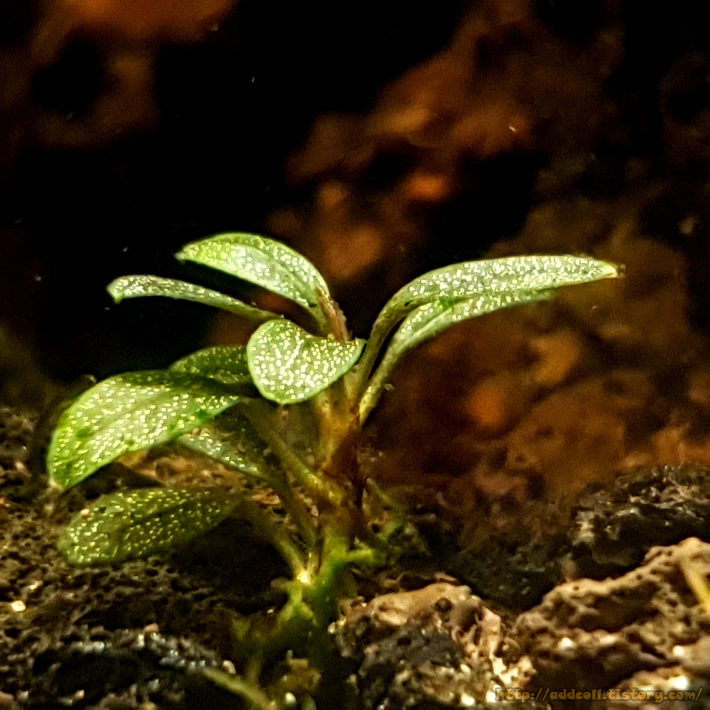 부세파란드라 레드미니