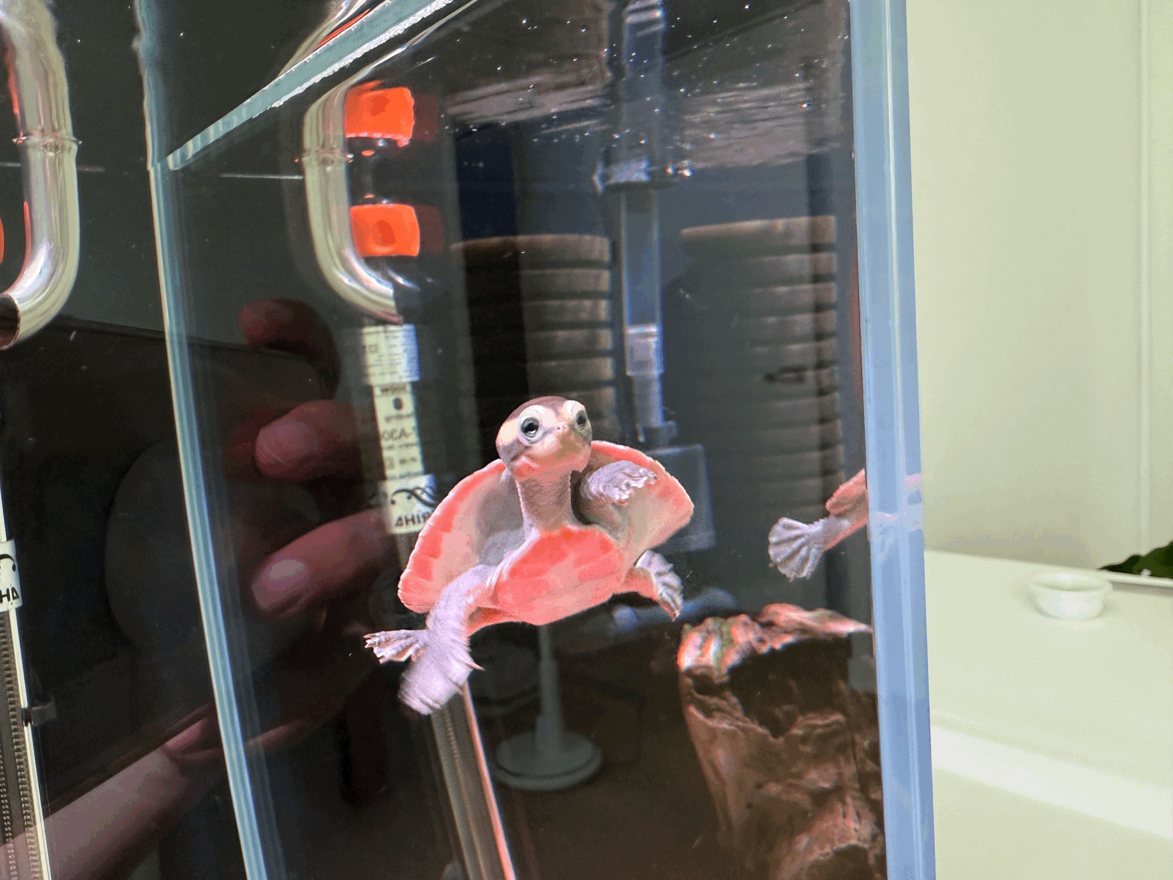 안녕 핑키라고해