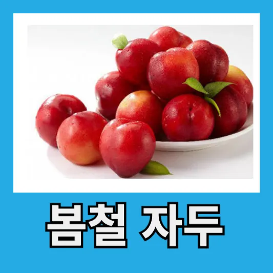봄철 자두 효능 직장인 영양 자두 칼로리 자두 보관방법