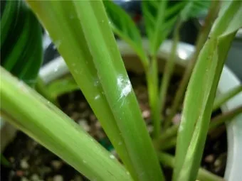 화분 깍지벌레 제거 면봉닦기 알코올희석 분무 재발방지 체크_7