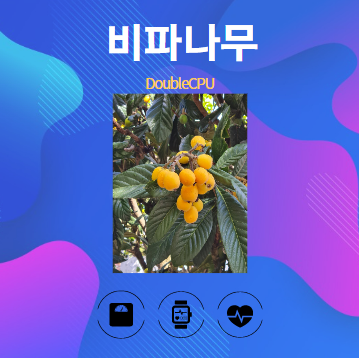 비파나무 알아보기