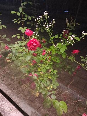 학교 4학년도 가입할 수 있나요?