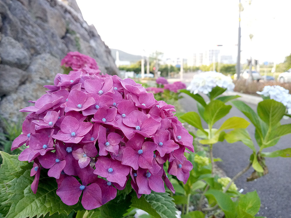 수근수근 거리는 수국