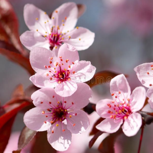 2025 대한민국 벚꽃 개화 시기 총정리! 지역별 명소 &amp; 축제 일정