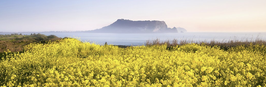 제주도 유채꽃2