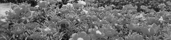 작약꽃 피는 시기 (평균): 초여름