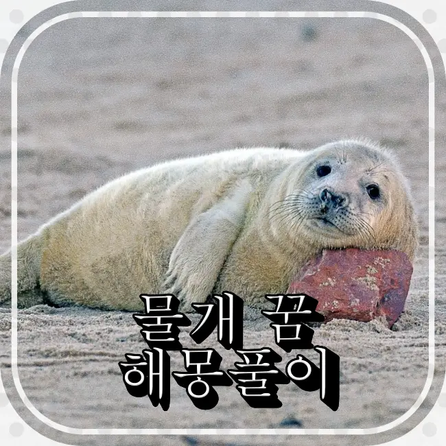 물개가-돌을-배개로-누워있다