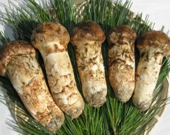 송이버섯 먹는법 요리법을 정리_3
