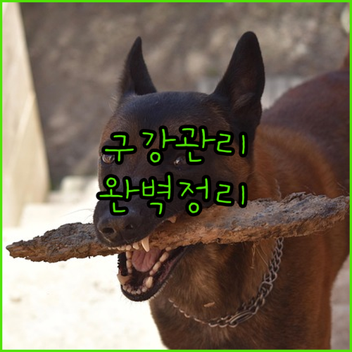 강아지 구강 건강 관리법과 효과 좋은..