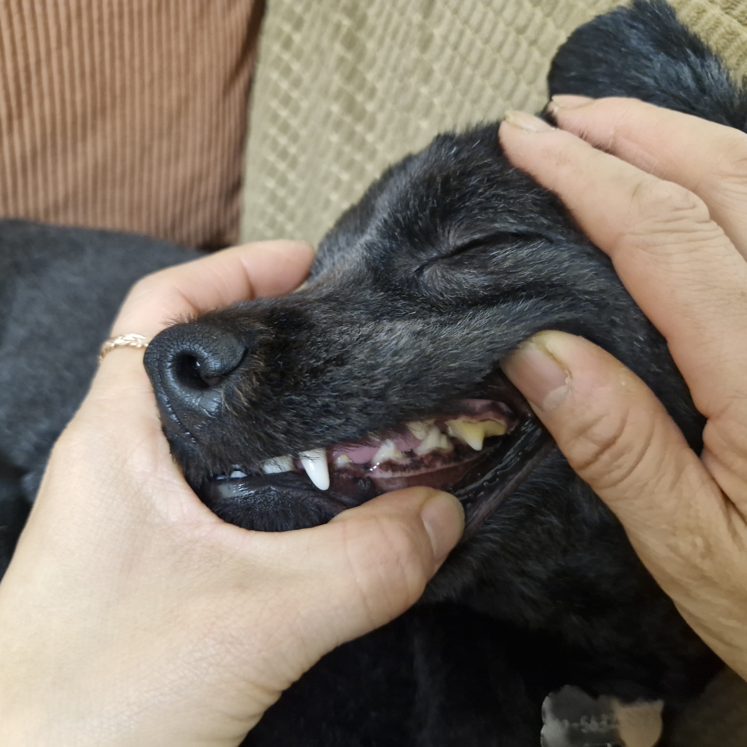 강아지가 진짜 원하는 10가지 (사료보다 더 중요한 것들)