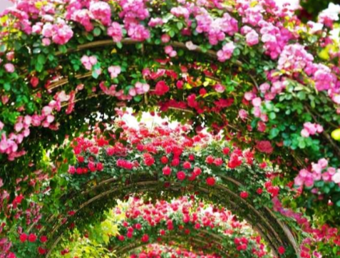 중랑천 장미축제 일정