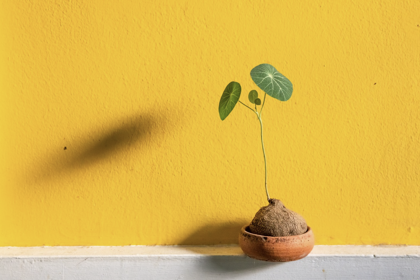 겨울철 실내 난방에 강한 공기정화 식물