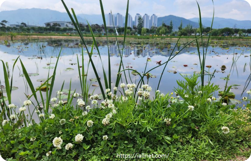 흰 토끼풀이 늪지와 너무 잘 어울립니다.