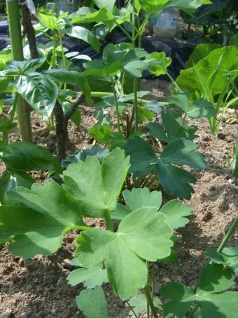 방풍나물 재배 모종 심기 바람막이 설치 생육 관리_3