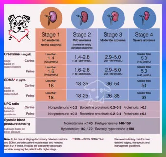강아지 신부전에 좋은 음식 추천_10