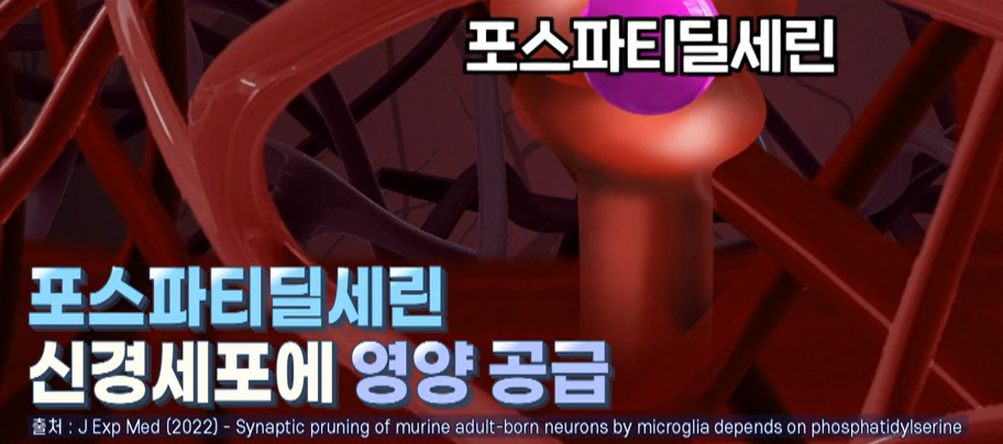 포스파티딜 세린 효능