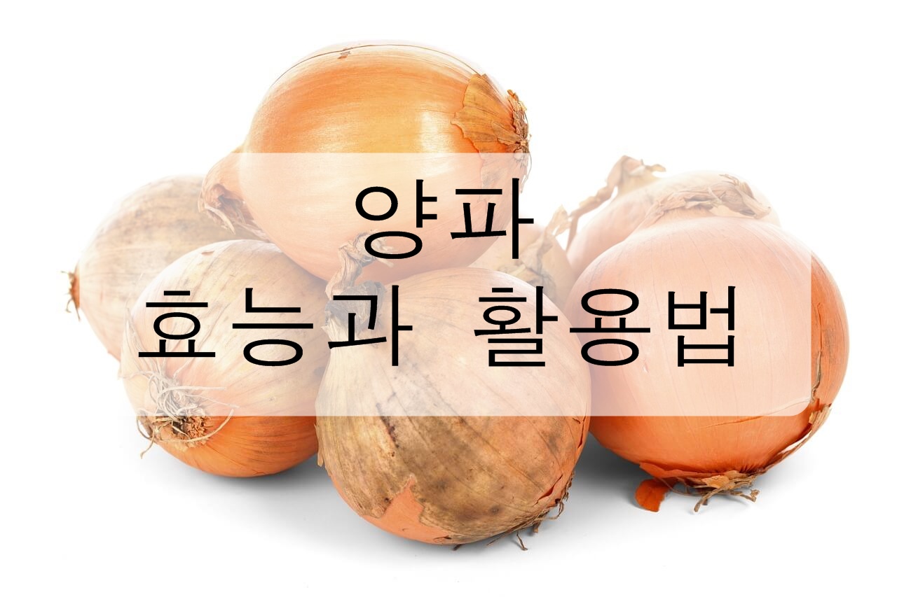 양파의 효능과 다양한 정보 총정리! (고르는법, 손질법, 보관방법, 활용방법)