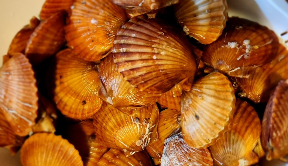 세척된 홍가리비를 모아 놓은 사진입니다.