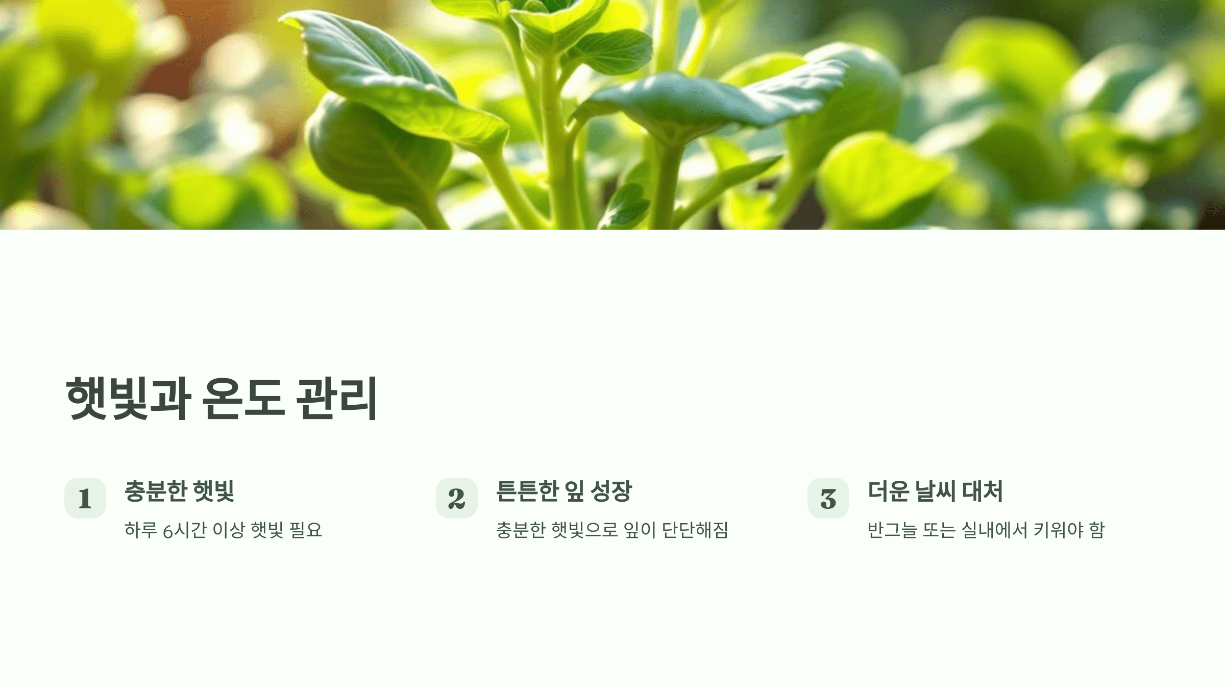 방울양배추 사진입니다.