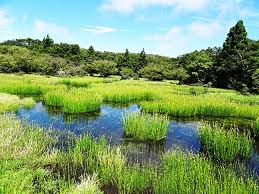 디지털 환경 치유 전문가, AI 생태계 복원 엔지니어 하는 일과 하루 일과