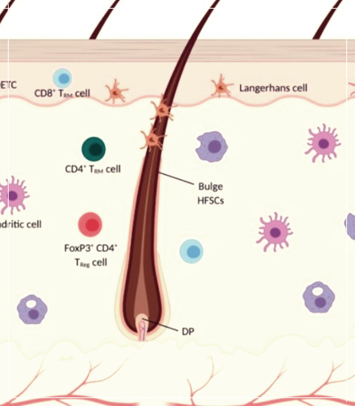 머리카락 자라는 속도에 대해 깊이 있게 알아보자