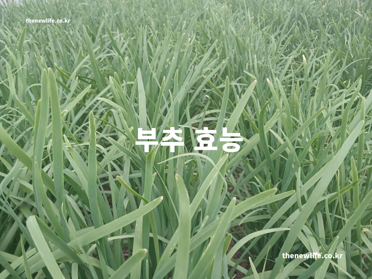 부추 효능 대표 실사진