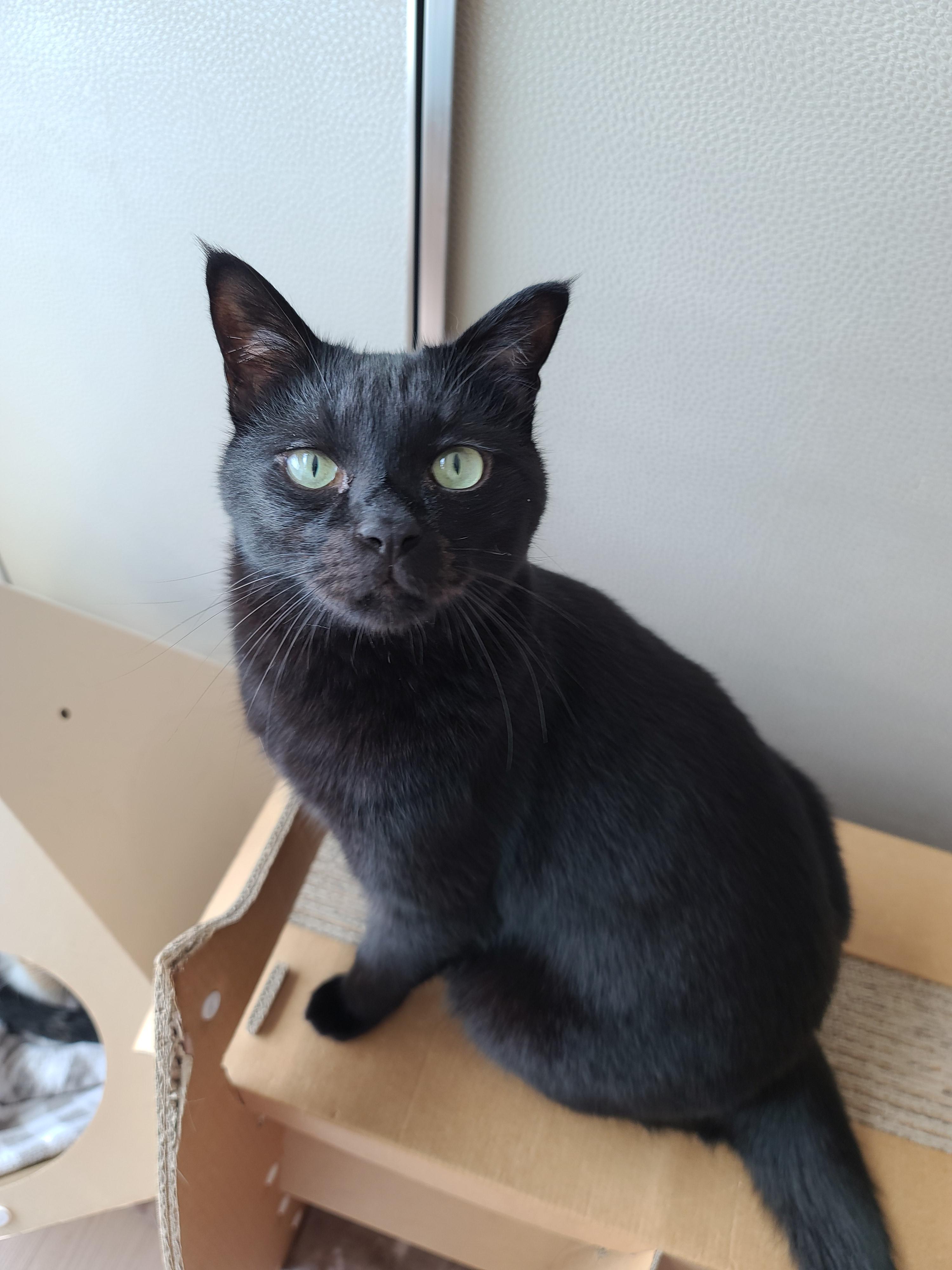 즐거운 추석! 우리 아홉냥이들 추석인사 받고 가세요~!